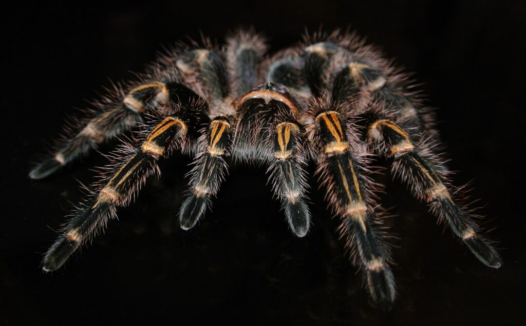 como acabar com as aranhas dentro de casa